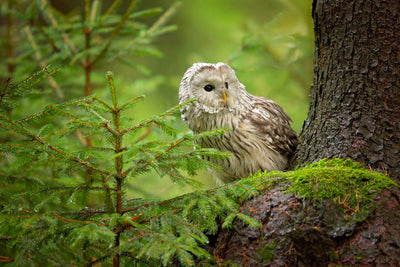 poster-print-ural-owl-x