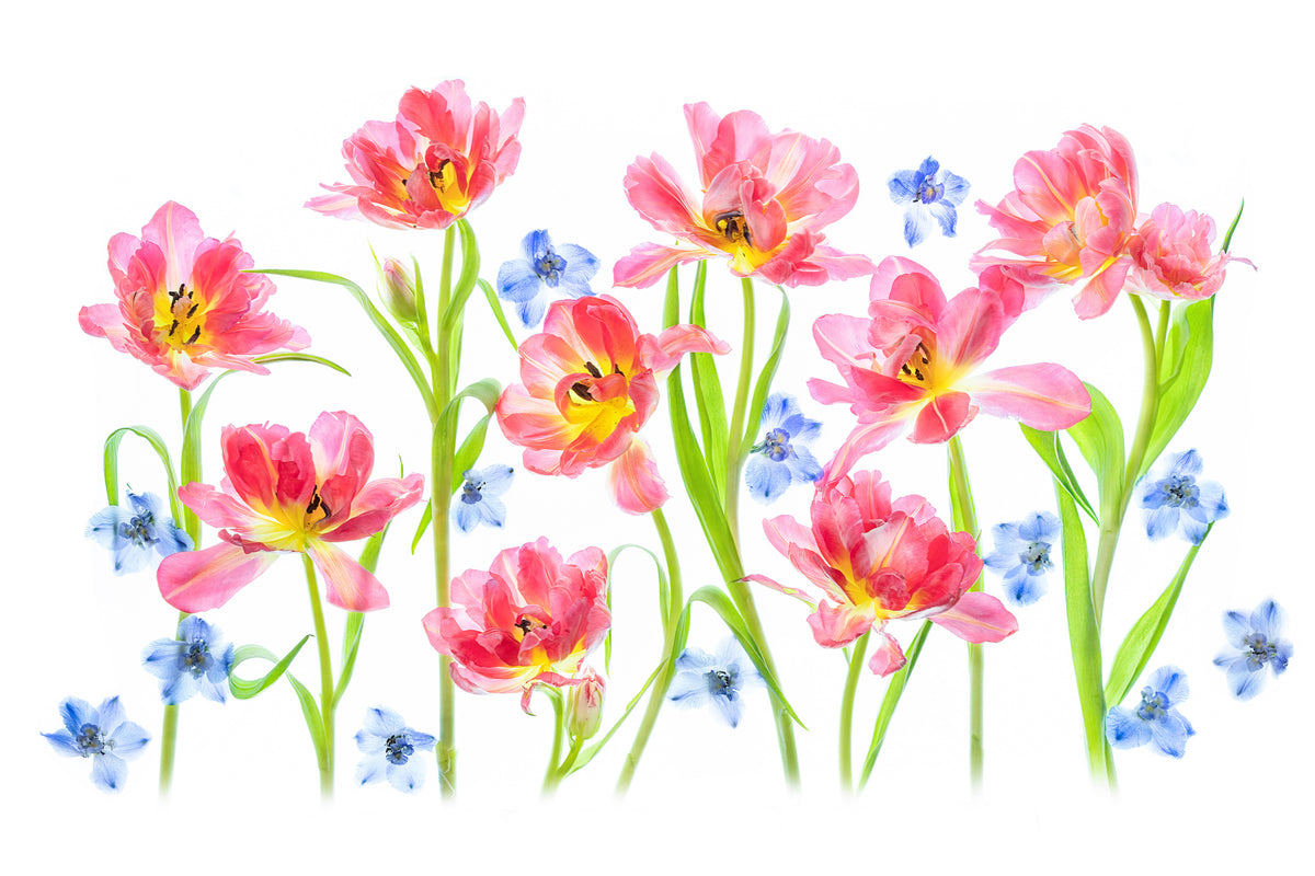 framedposter-print-spring-delight-x