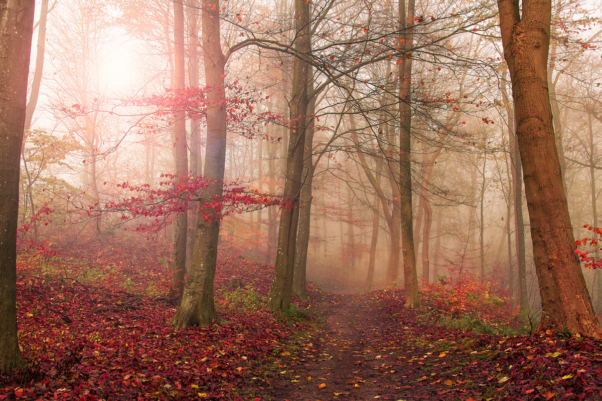 acrylic-print-forest-scene-x