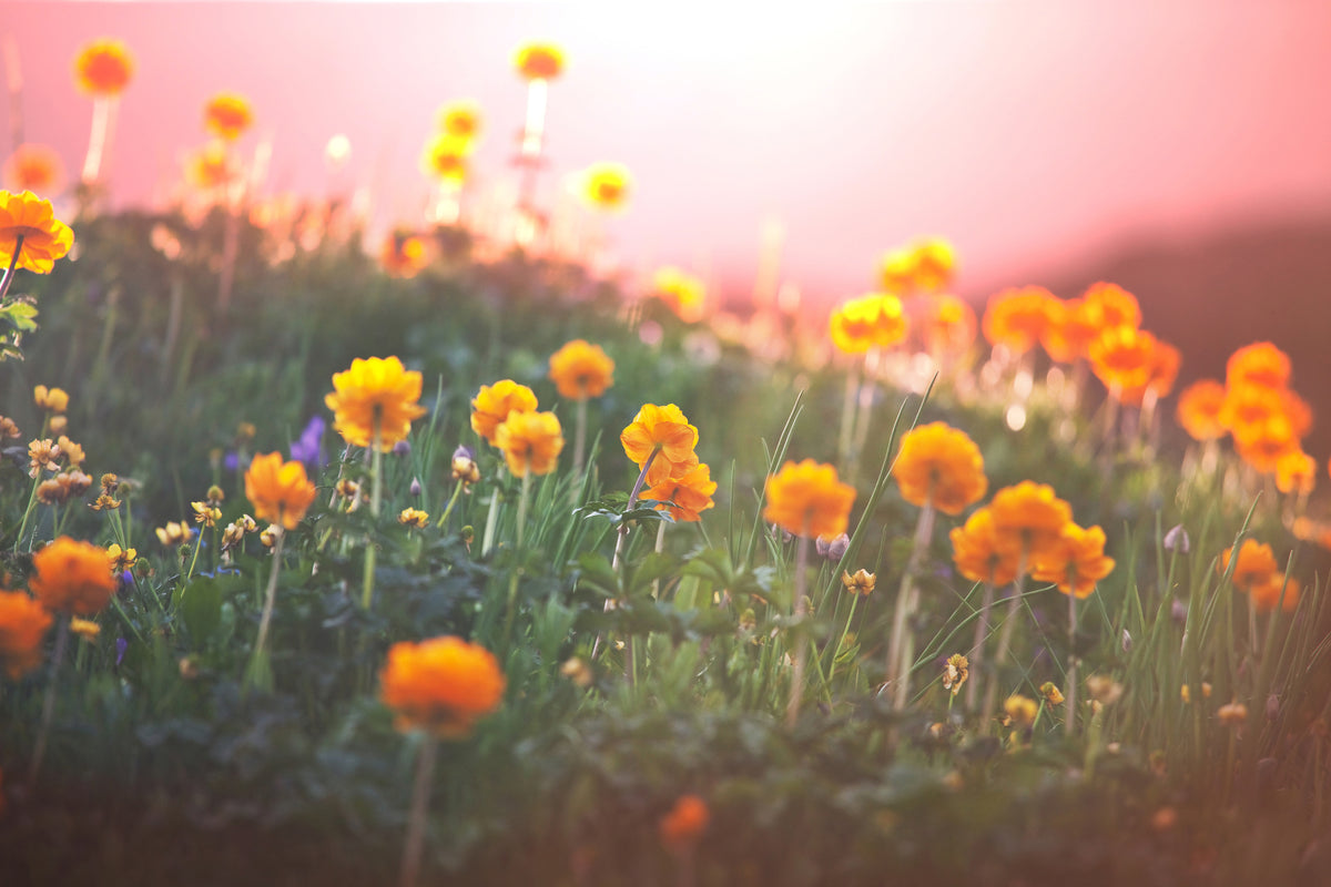 poster-print-the-mountain-meadow