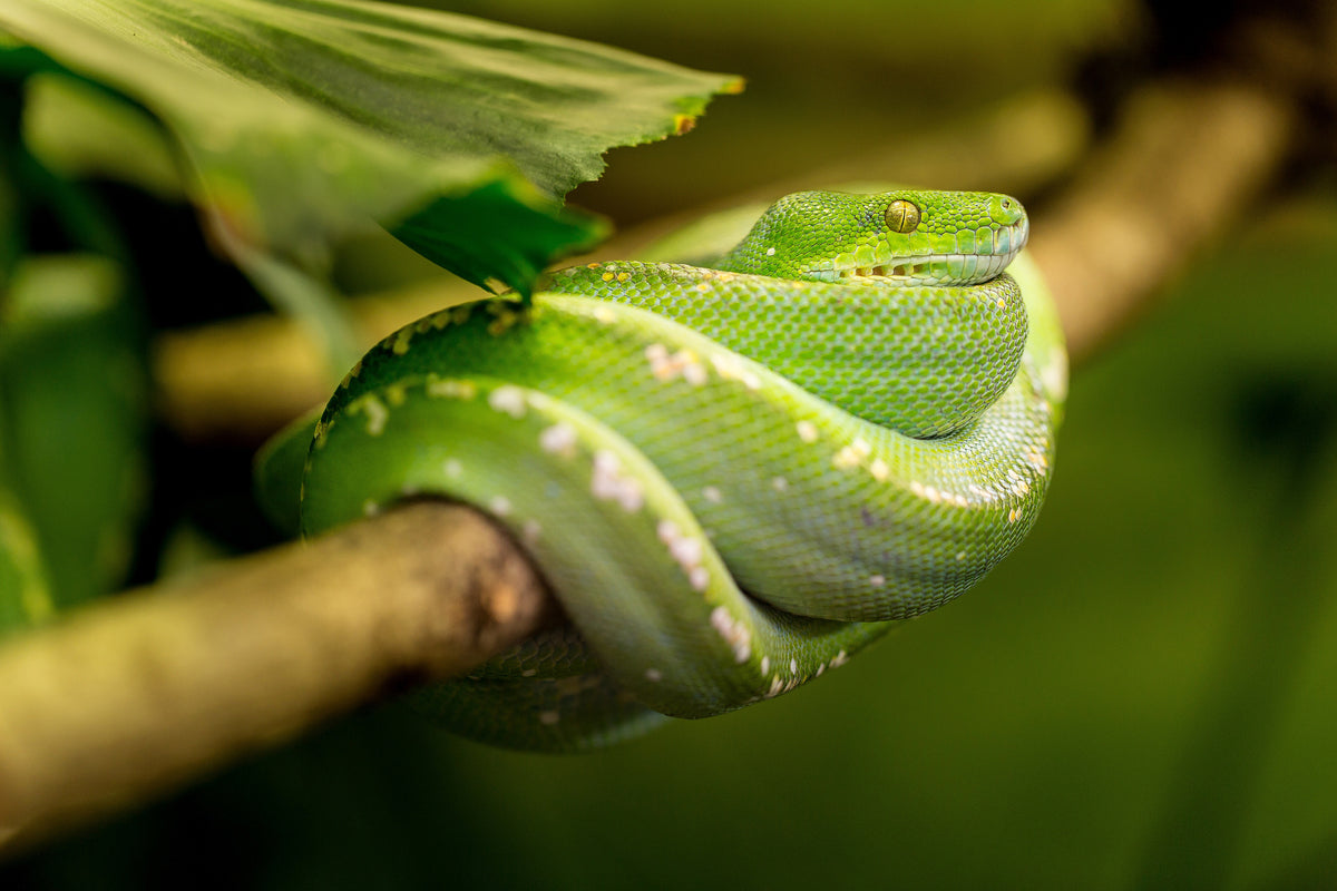 3-piece-acrylic-print-green-snake