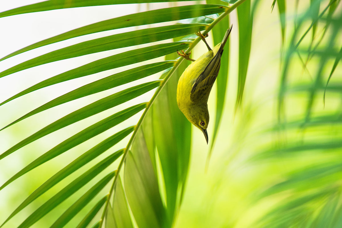 canvas-print-50-shades-of-green-x