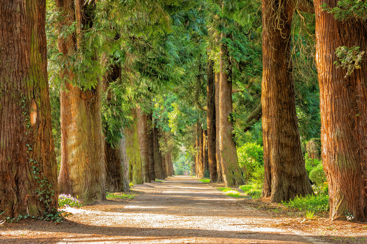 canvas-print-the-green-avenue