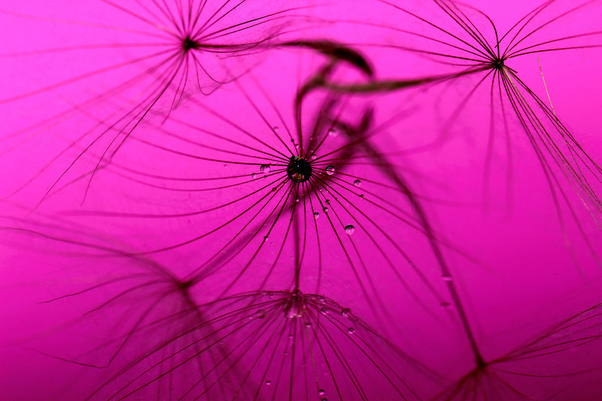 modern-3-piece-canvas-print-dandelion-in-pink