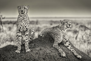 canvas-print-two-cheetahs-watching-out