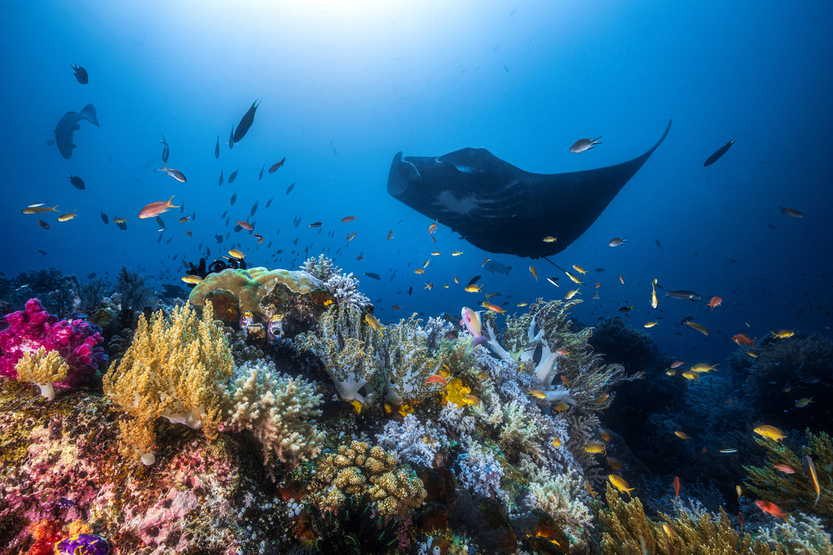 framedposter-print-manta-reef-on-the-reef-x