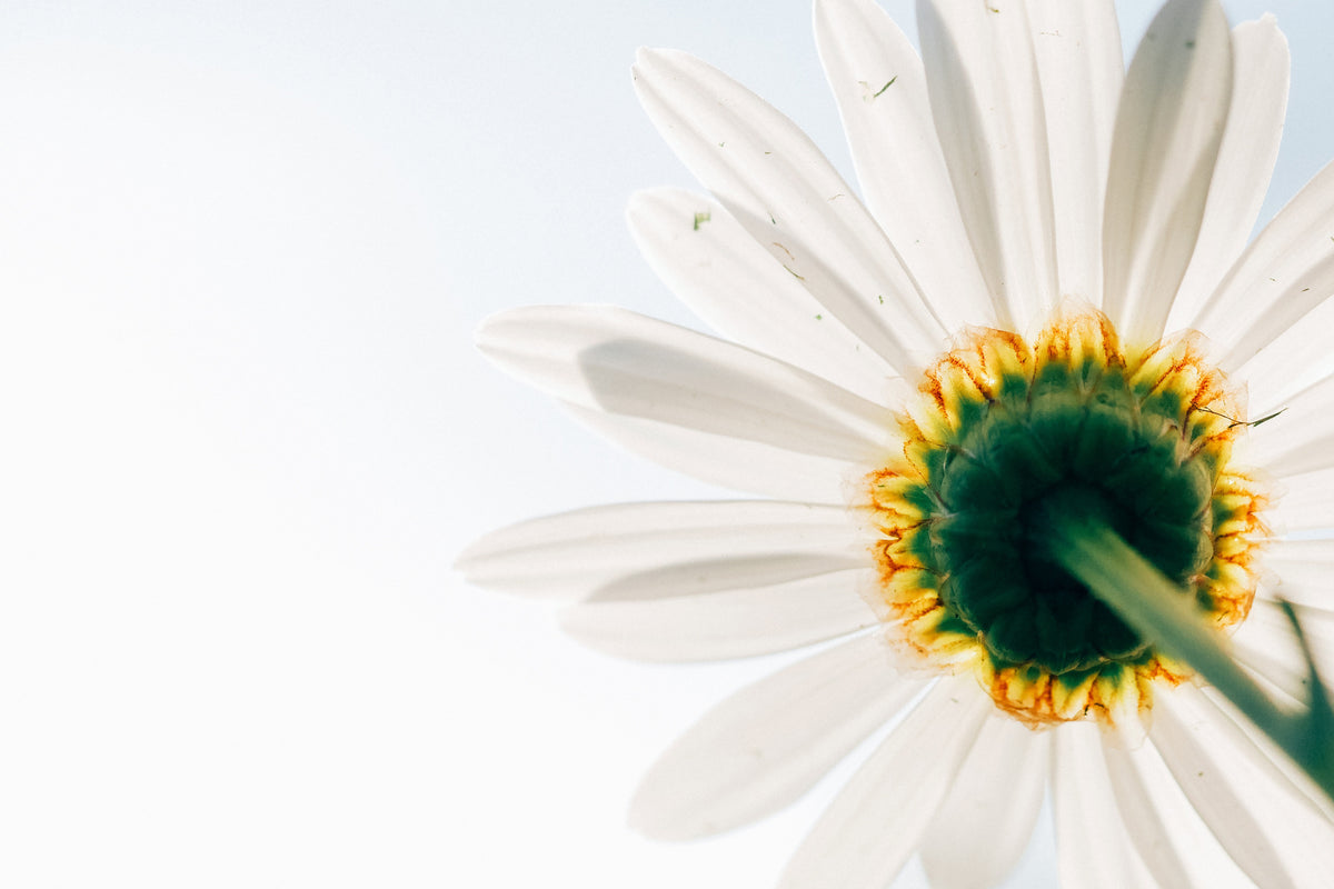 3-piece-canvas-print-a-daisy