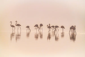 framedposter-print-flamingos-in-the-mist-x