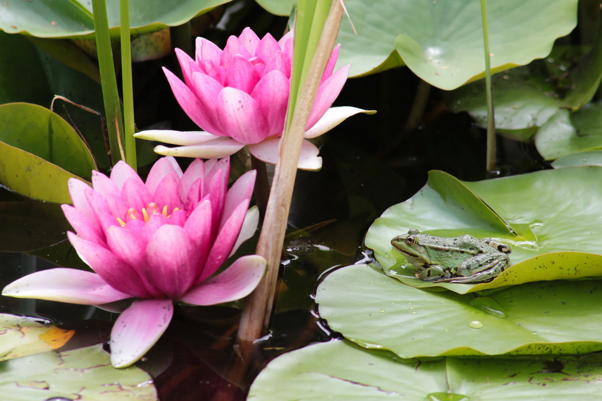 aluminium-print-the-frog-in-the-protection-of-water-lilies