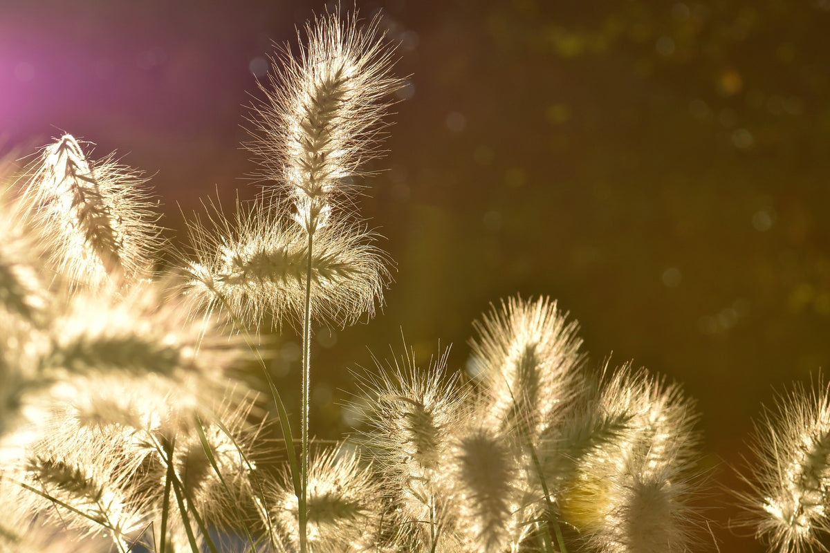 acrylic-print-the-ornamental-grass