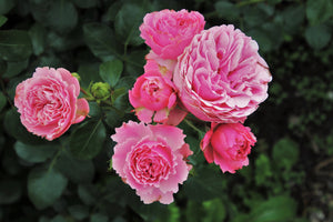 aluminium-print-the-wild-roses-in-pink