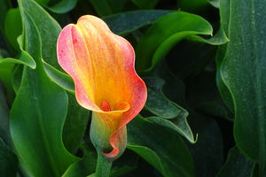 poster-print-wild-calla