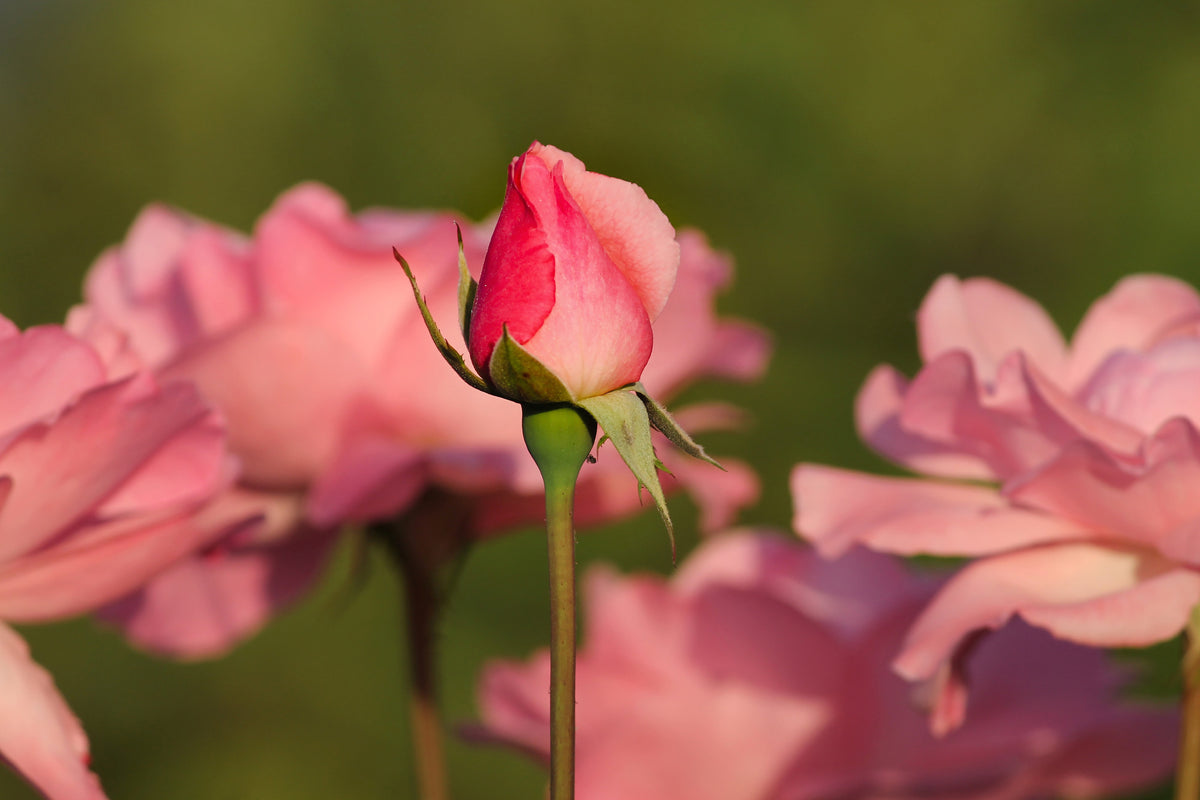 3-piece-aluminium-print-the-rosebud