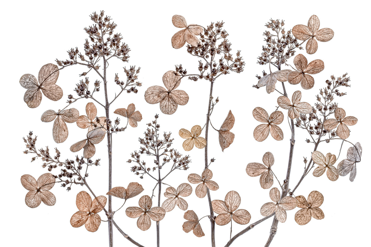 aluminium-print-hydrangea-paniculata-xmh