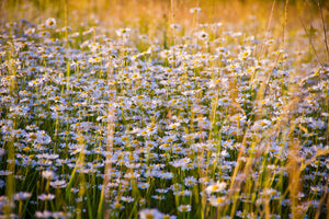 modern-3-piece-canvas-print-a-field-full-of-camomile