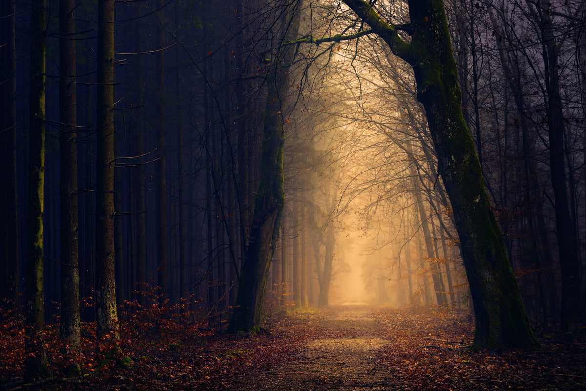 canvas-print-evening-mood-in-the-forest