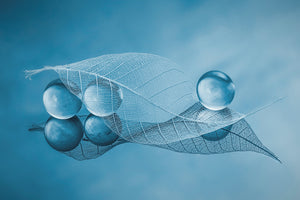 poster-print-dry-leaf-and-bubbles-x