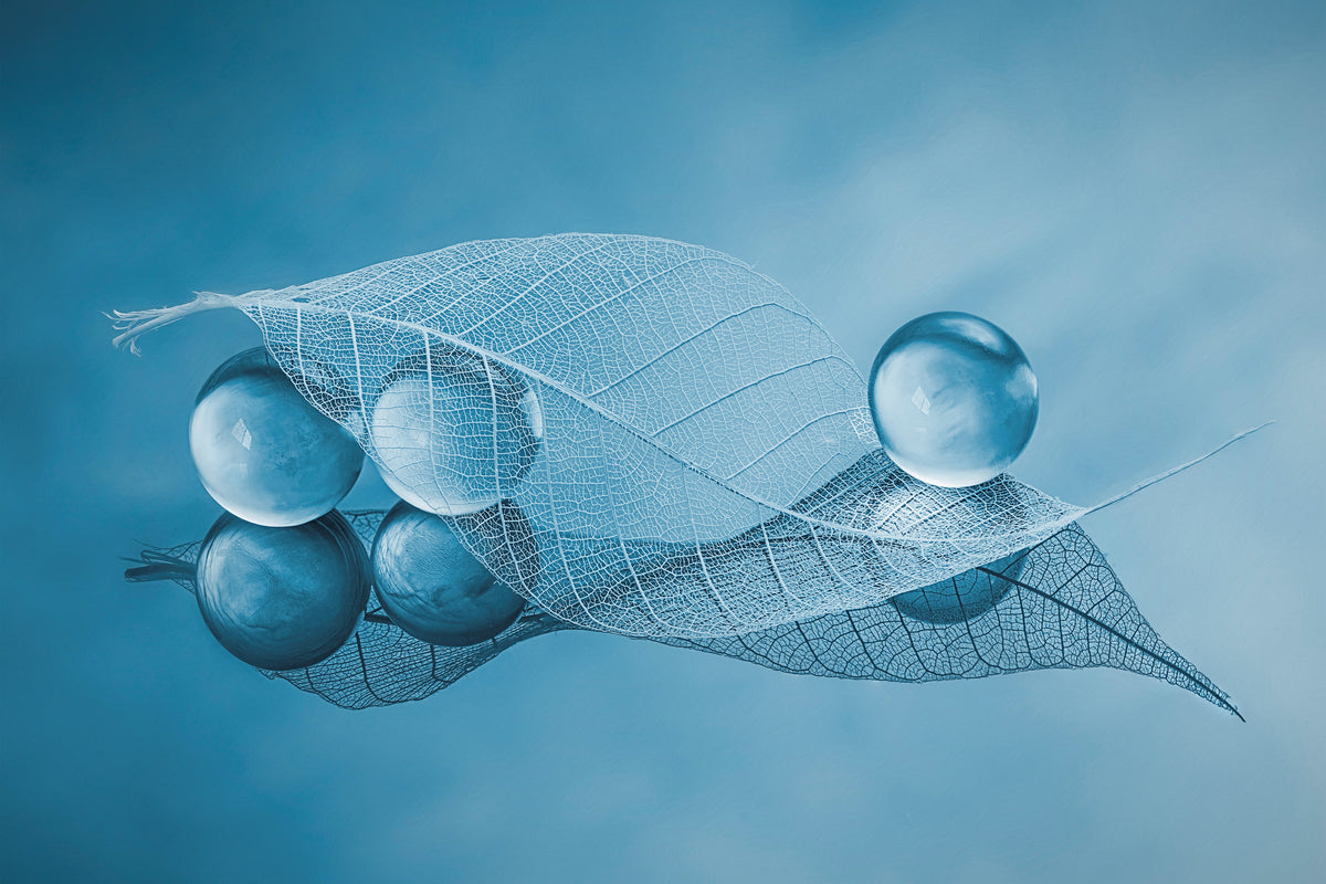 poster-print-dry-leaf-and-bubbles-x