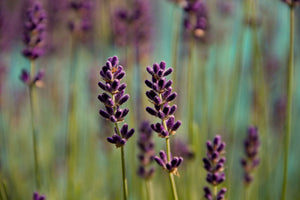 framedcanvas-print-lavender-in-xl