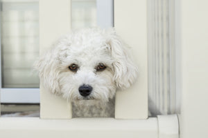 aluminium-print-a-dog-girl-to-fall-in-love