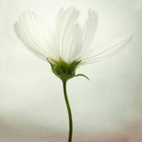 poster-print-white-cosmos