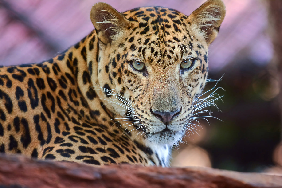 3-piece-canvas-print-leopard