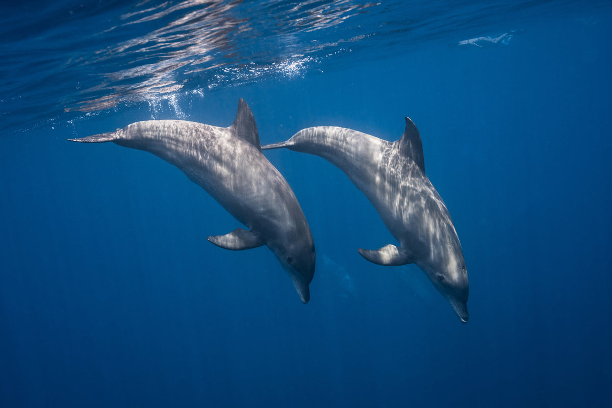 modern-3-piece-canvas-print-two-bottlenose-dolphins