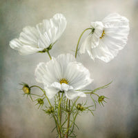 9-piece-canvas-print-cosmos-charm
