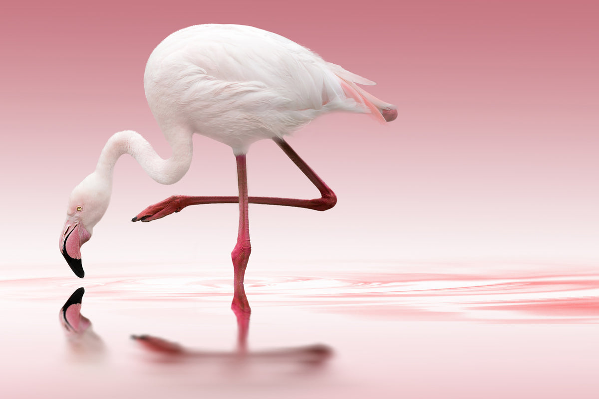 poster-print-flamingo