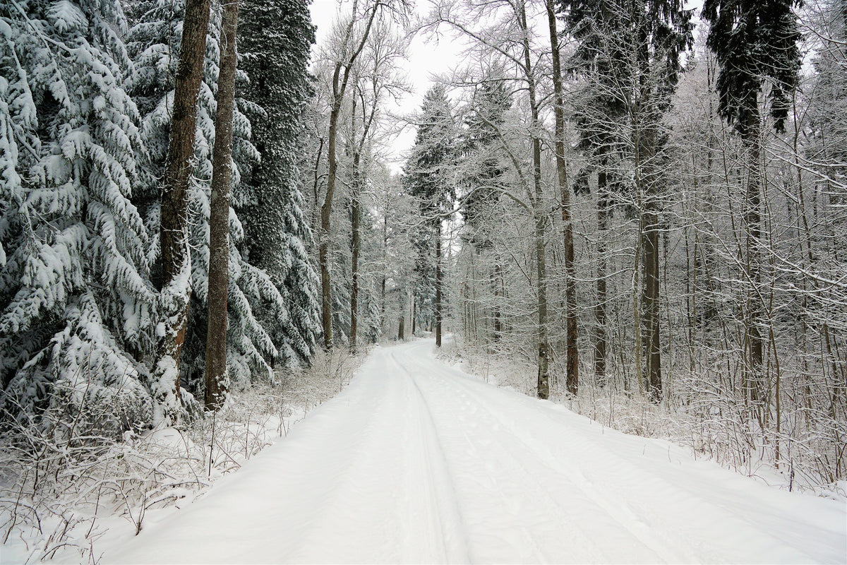 framedcanvas-print-snow-in-the-forest