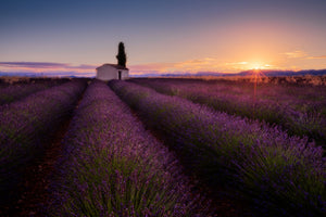 framedposter-print-provence-lavender-x