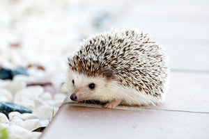 aluminium-print-the-hedgehog-baby