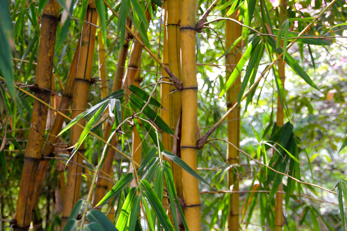 framedcanvas-print-wild-bamboo