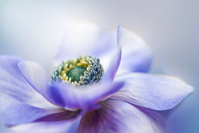 poster-print-anemone-de-caen-x