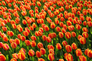 framedcanvas-print-tulip-field-in-orange