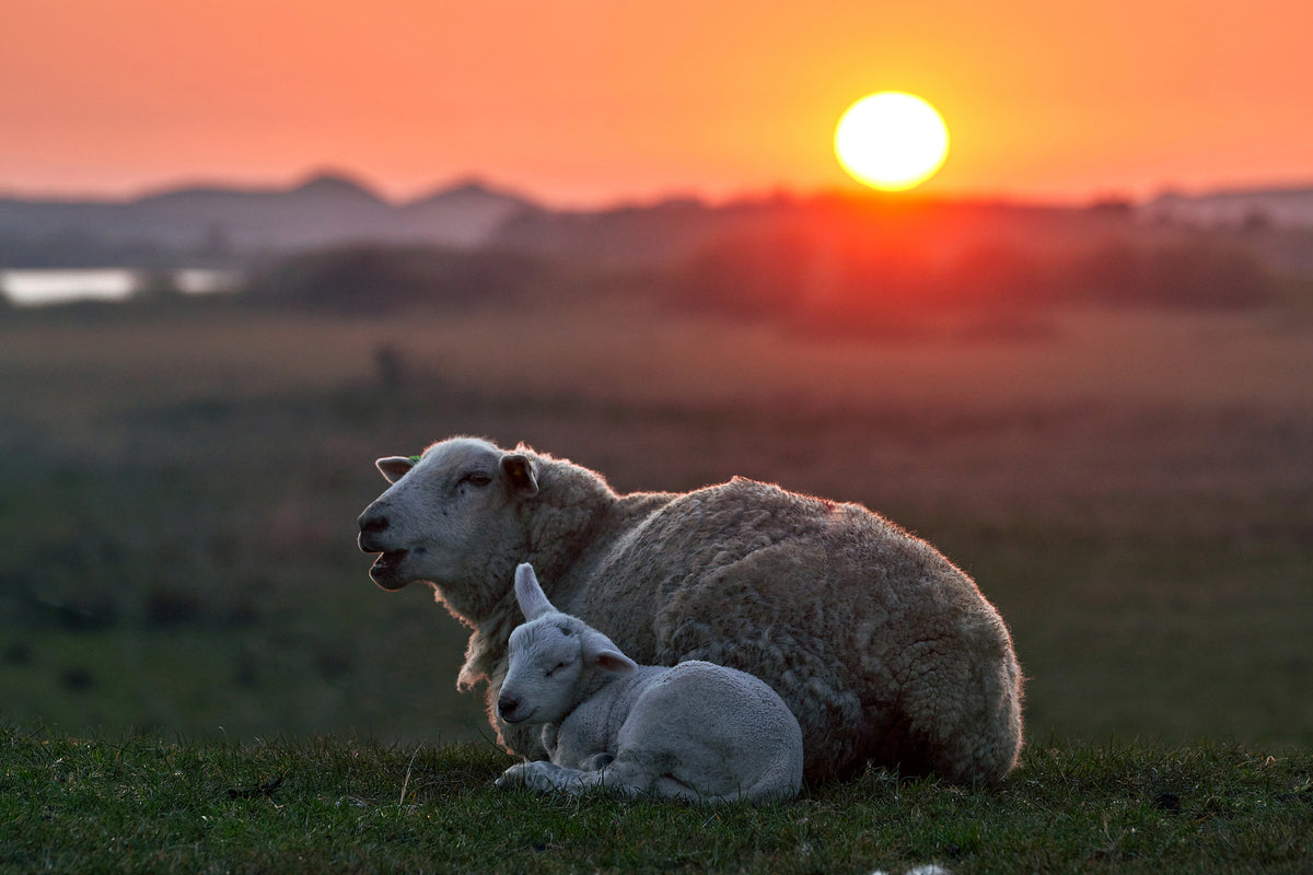 canvas-print-sleep-well-sheep-x