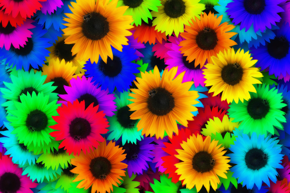 framedposter-print-colorful-sunflowers