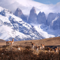 aluminium-print-guanakos-in-patagonia-x