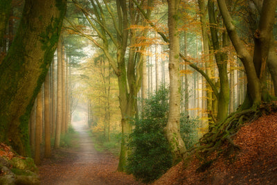poster-print-following-fog-x