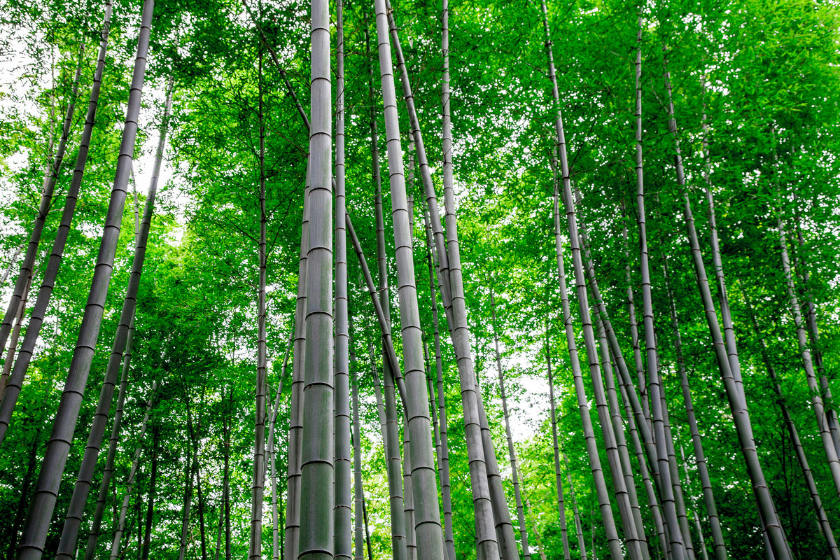 canvas-print-bamboo-forest