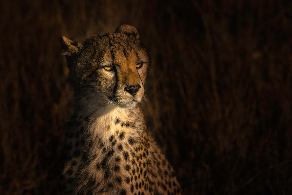 acrylic-print-the-portrait-of-a-cheetah-x