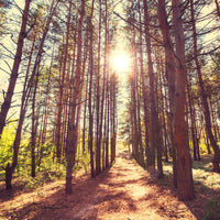 9-piece-canvas-print-light-at-the-end-of-the-forest-path