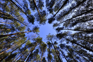acrylic-print-under-high-treetops