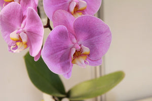 aluminium-print-orchids-with-purple-flowers-in-xl