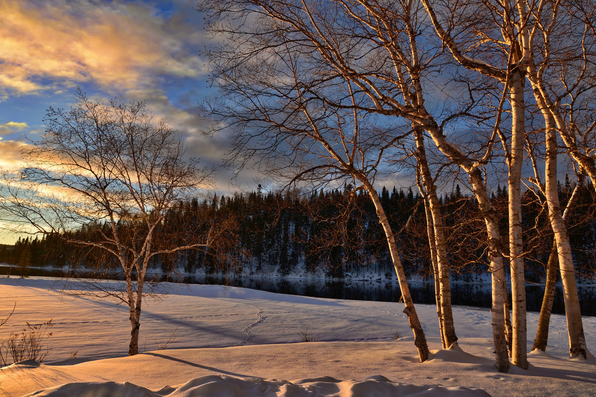 3-piece-acrylic-print-birches-in-the-winter
