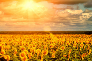 canvas-print-golden-light-sunflower