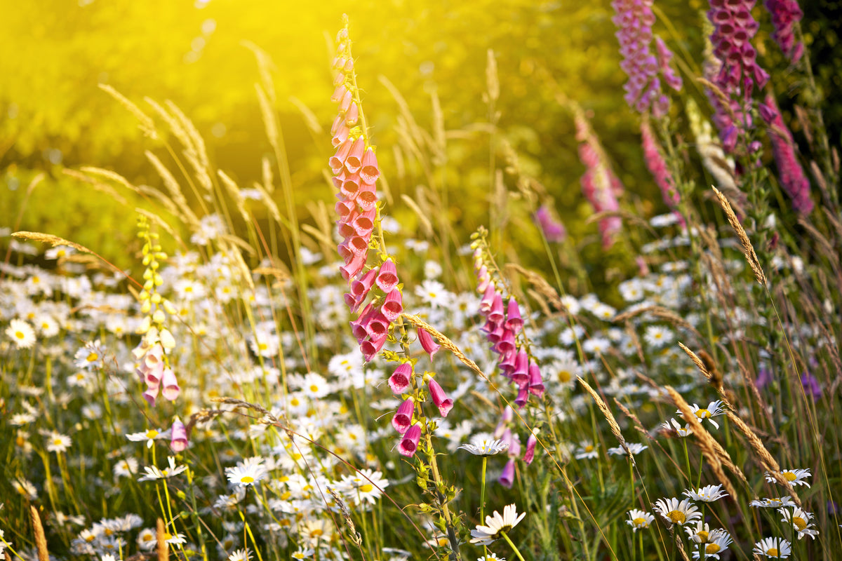 3-piece-aluminium-print-summer-flower-meadow