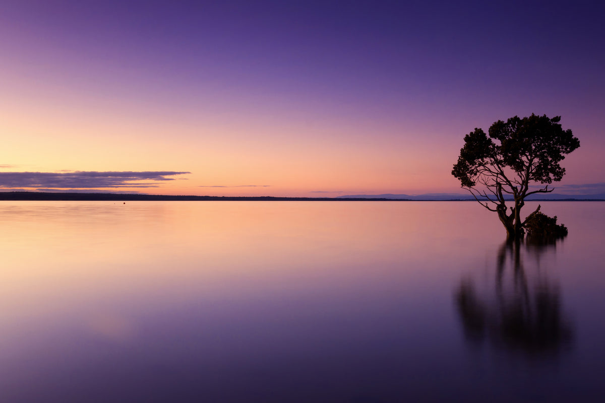 framedposter-print-sunset-on-the-tree-in-the-water