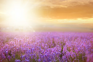 poster-print-sunset-in-lavender-field