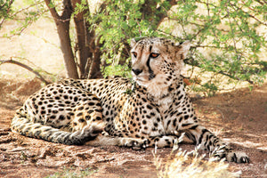 aluminium-print-sun-cheetah